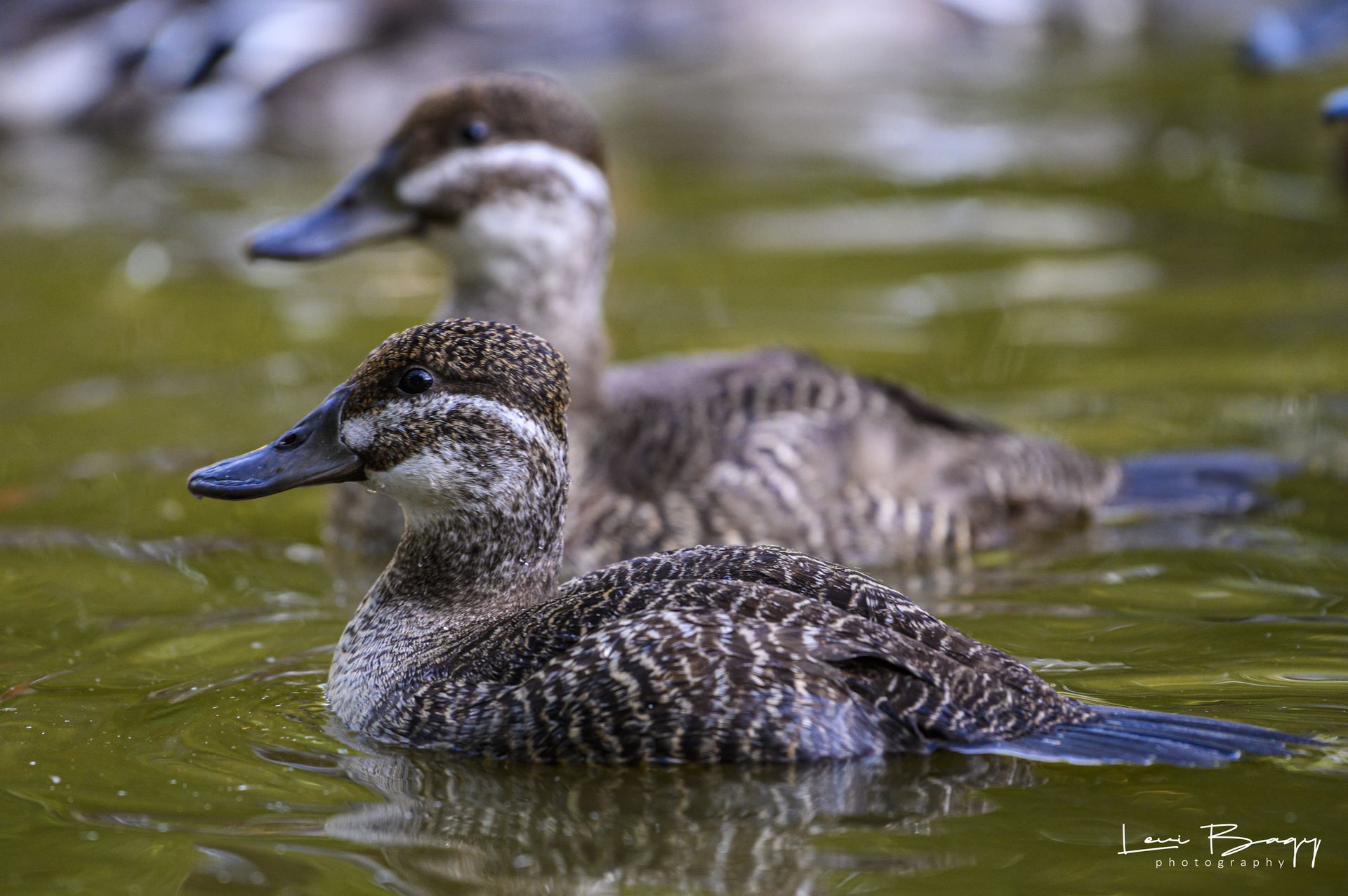 Rața  Ruddy Duck